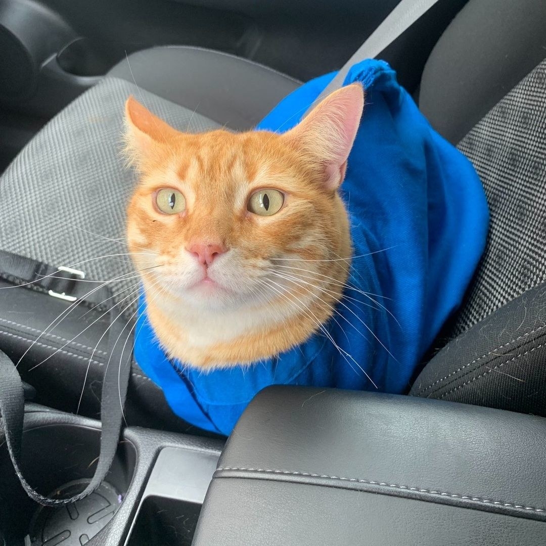 A cat in the tote in the front seat of a car