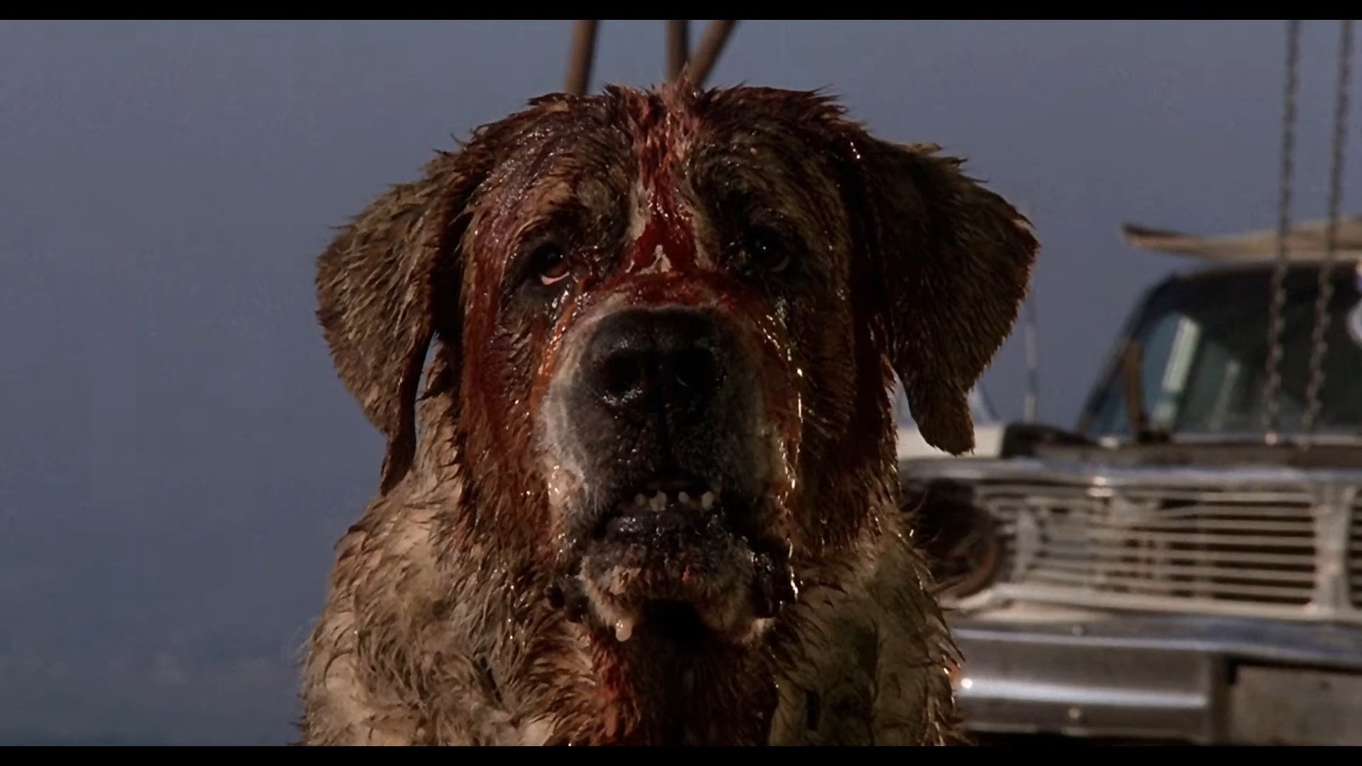 Cujo with blood over his face in "Cujo"