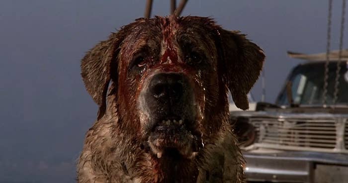 Cujo with blood over his face in &quot;Cujo&quot;