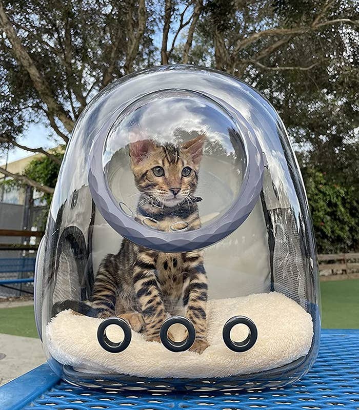 A cat inside a backpack