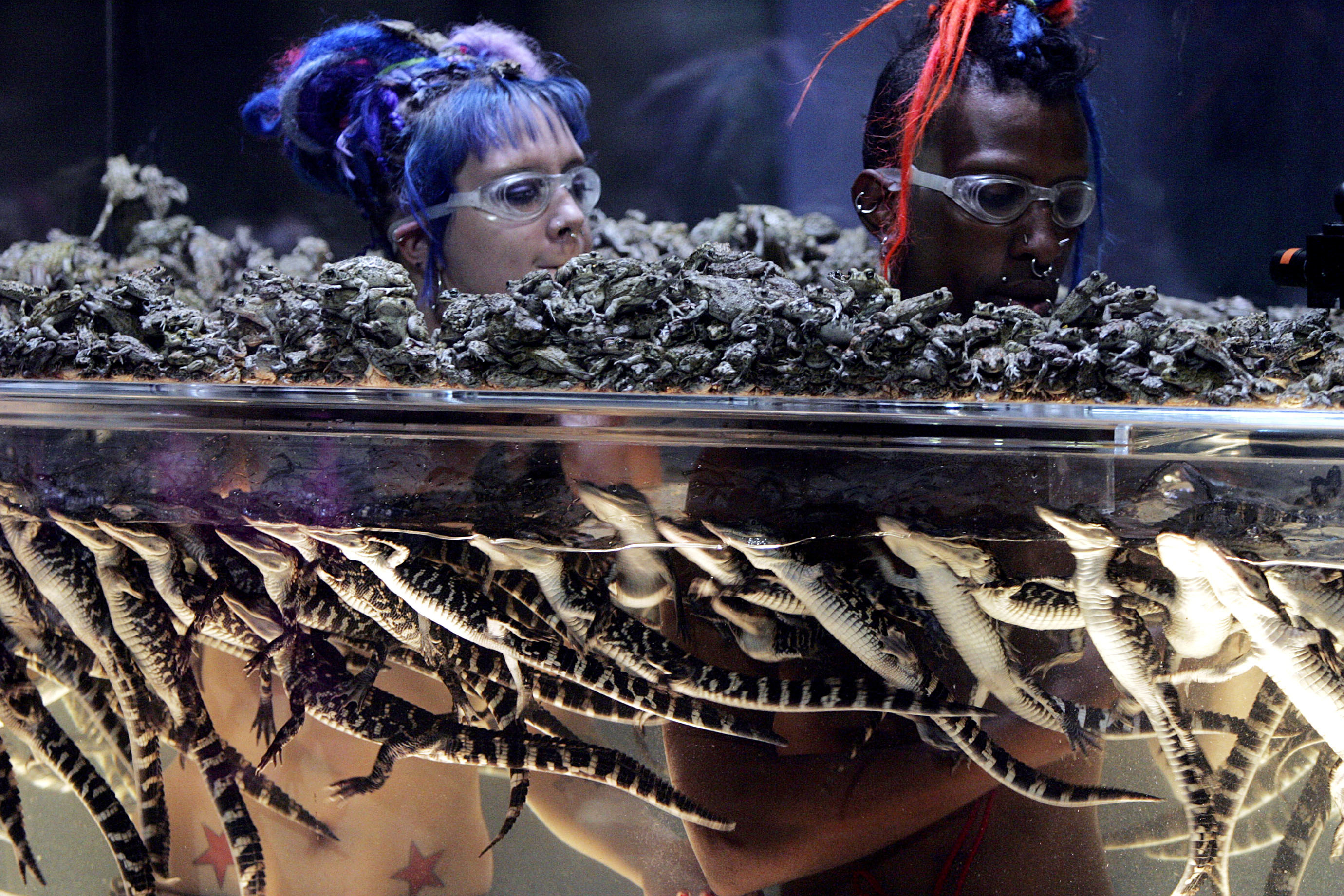 two contestants on fear factor in a tank of tiny crocodiles