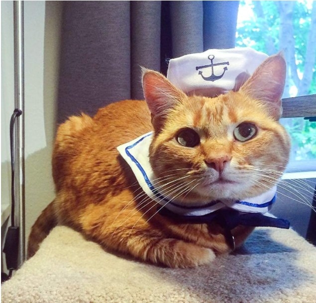 Disfraz de marinero para gato