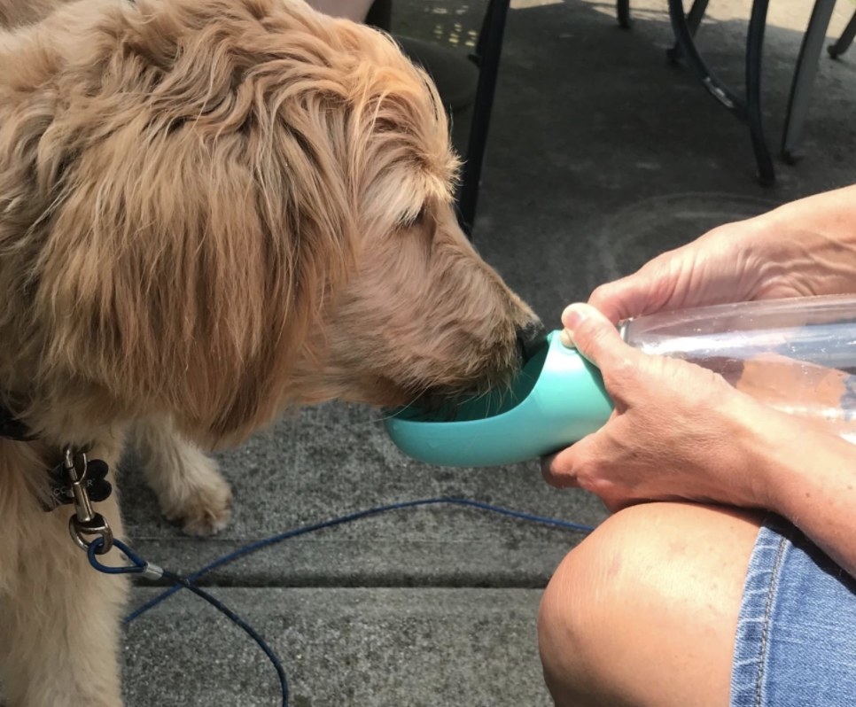 reviewer showing their dog drinking out of the bottle