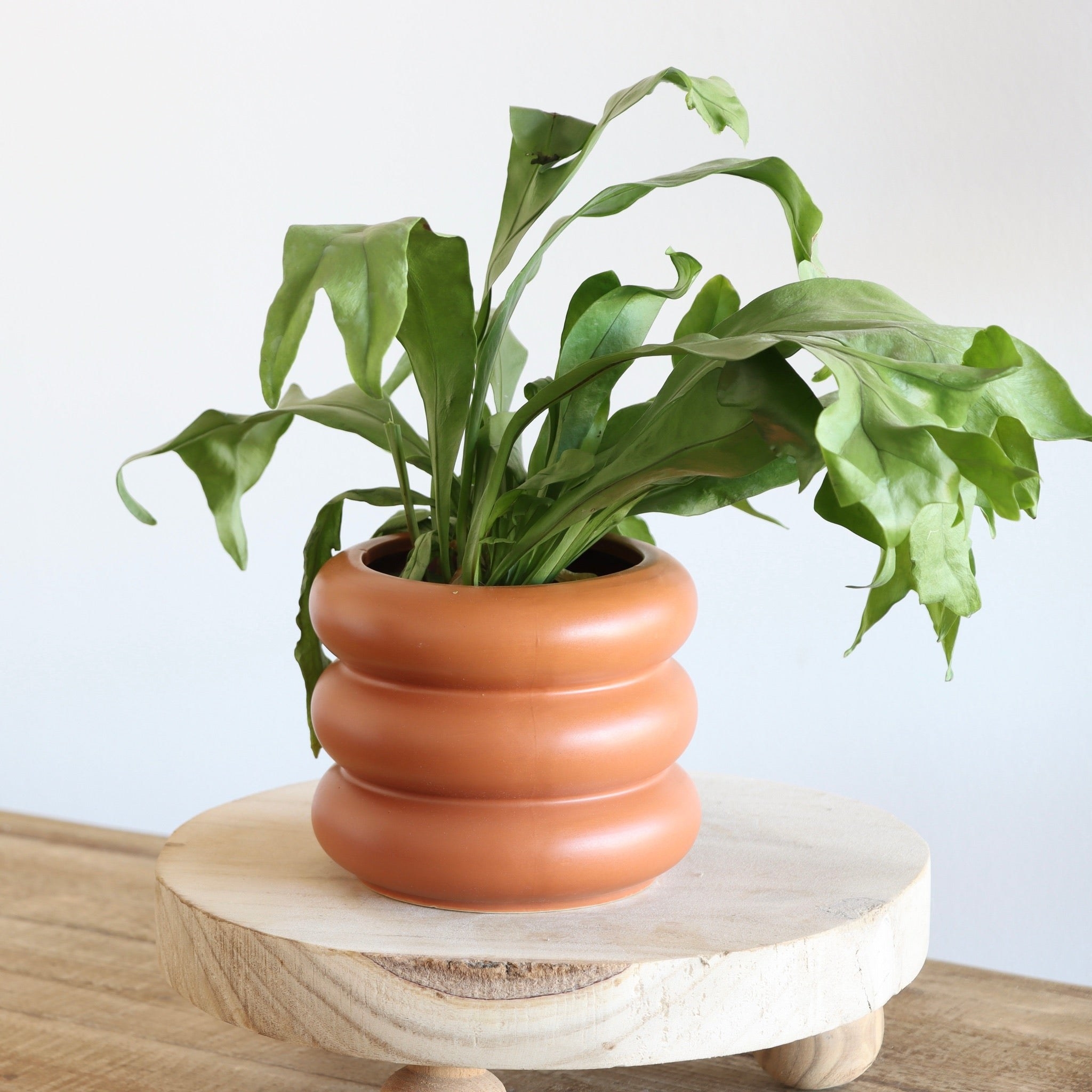 plant in a ribbed terracotta pot