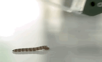 a gif of the bag catching tool being placed over a centipede and a tray sliding out under the centipede to trap it