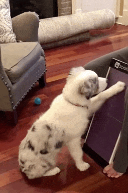 a gif of a dog scratching the file board