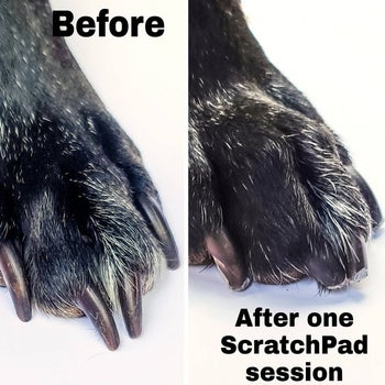 on decision making and problem solving on the left, a dog paw with long nails labeled