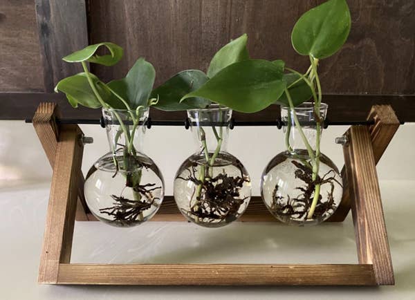a reviewer's terrarium with three plants inside