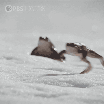 Dos sapos saltando sobre la nieve.