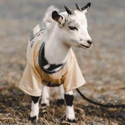 baby goat wearing shirt