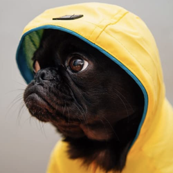 dog in a rain jacket