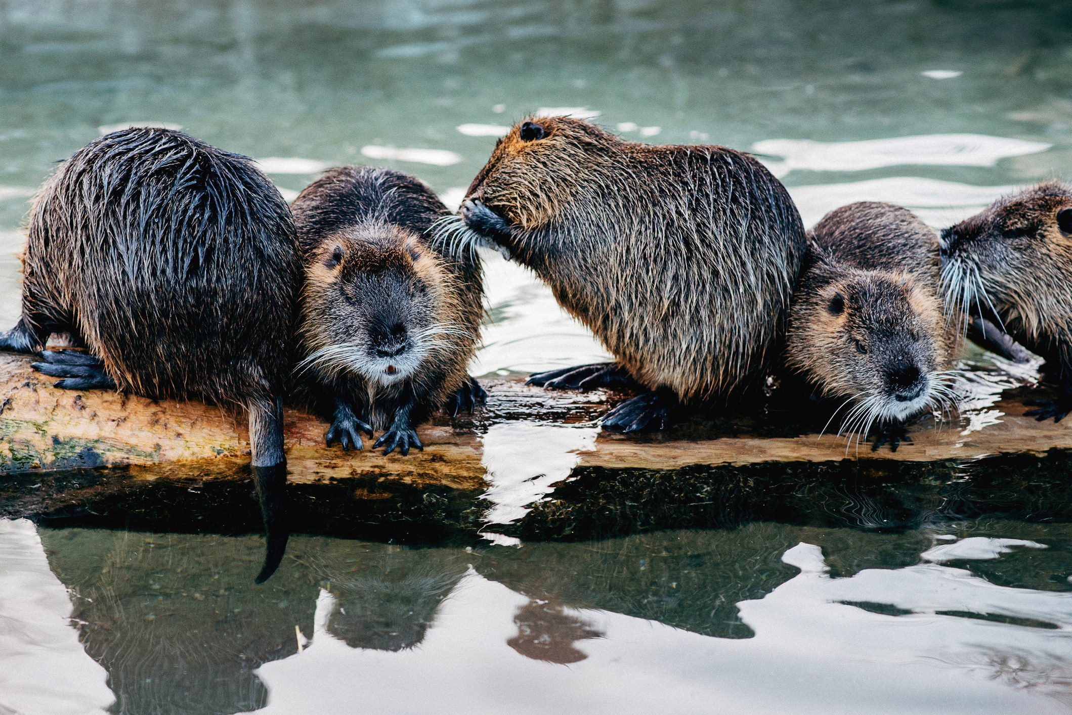 Beavers sitting on a log