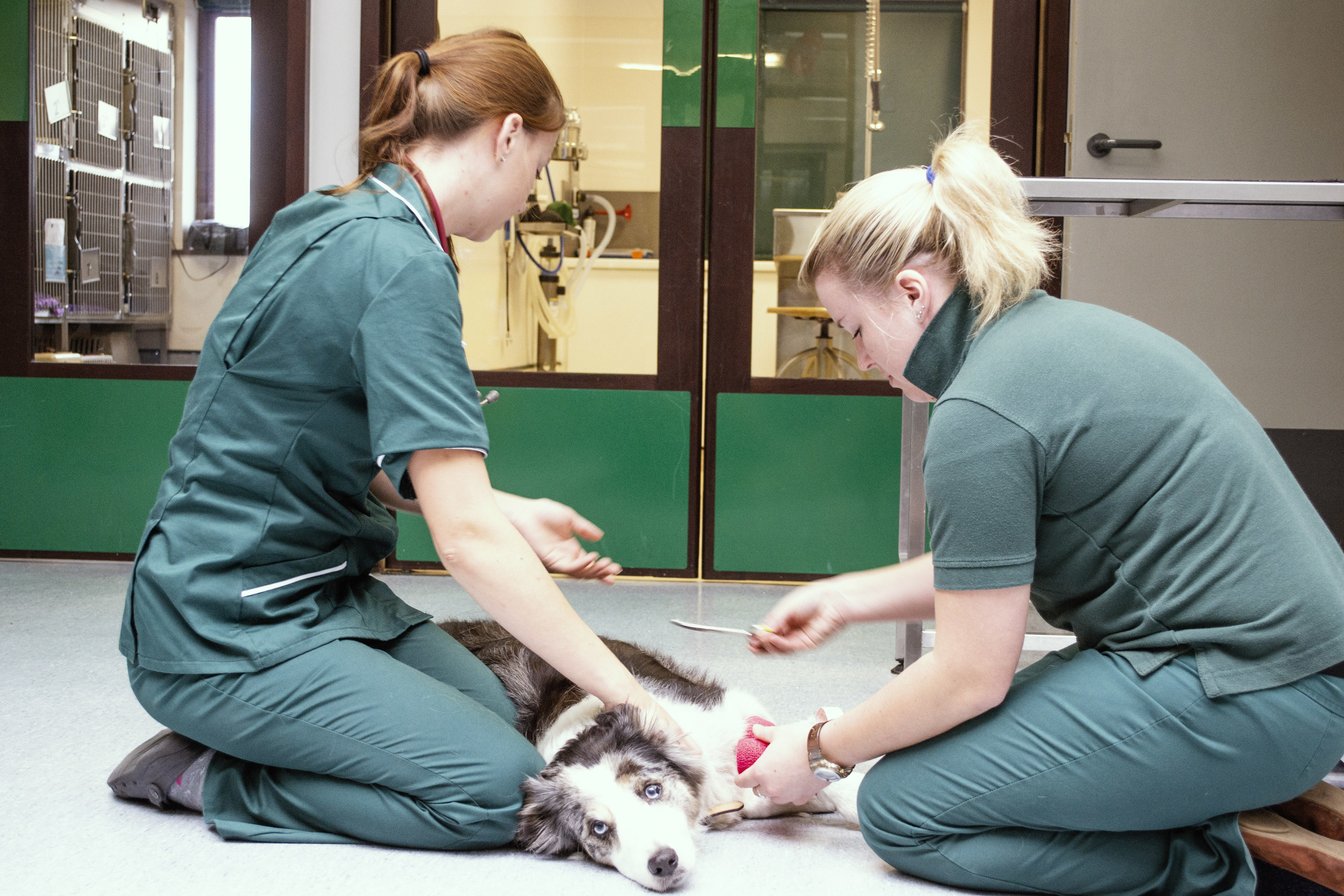 Two veterinarians treating a dog on the ground of the office