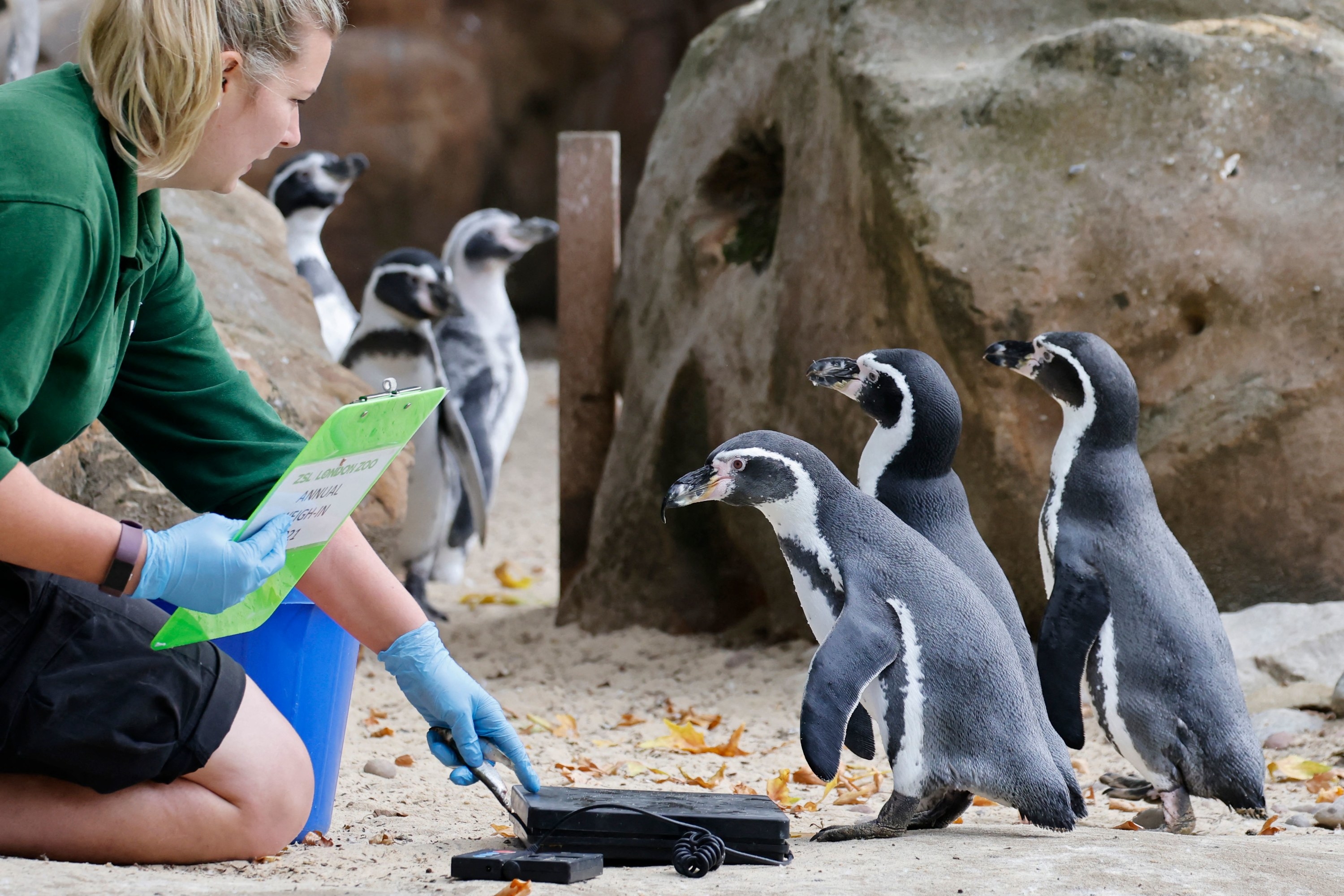 Zookeeper working with penguins
