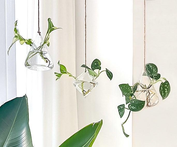 The hanging glass planters with greenery in them against a bright interior background
