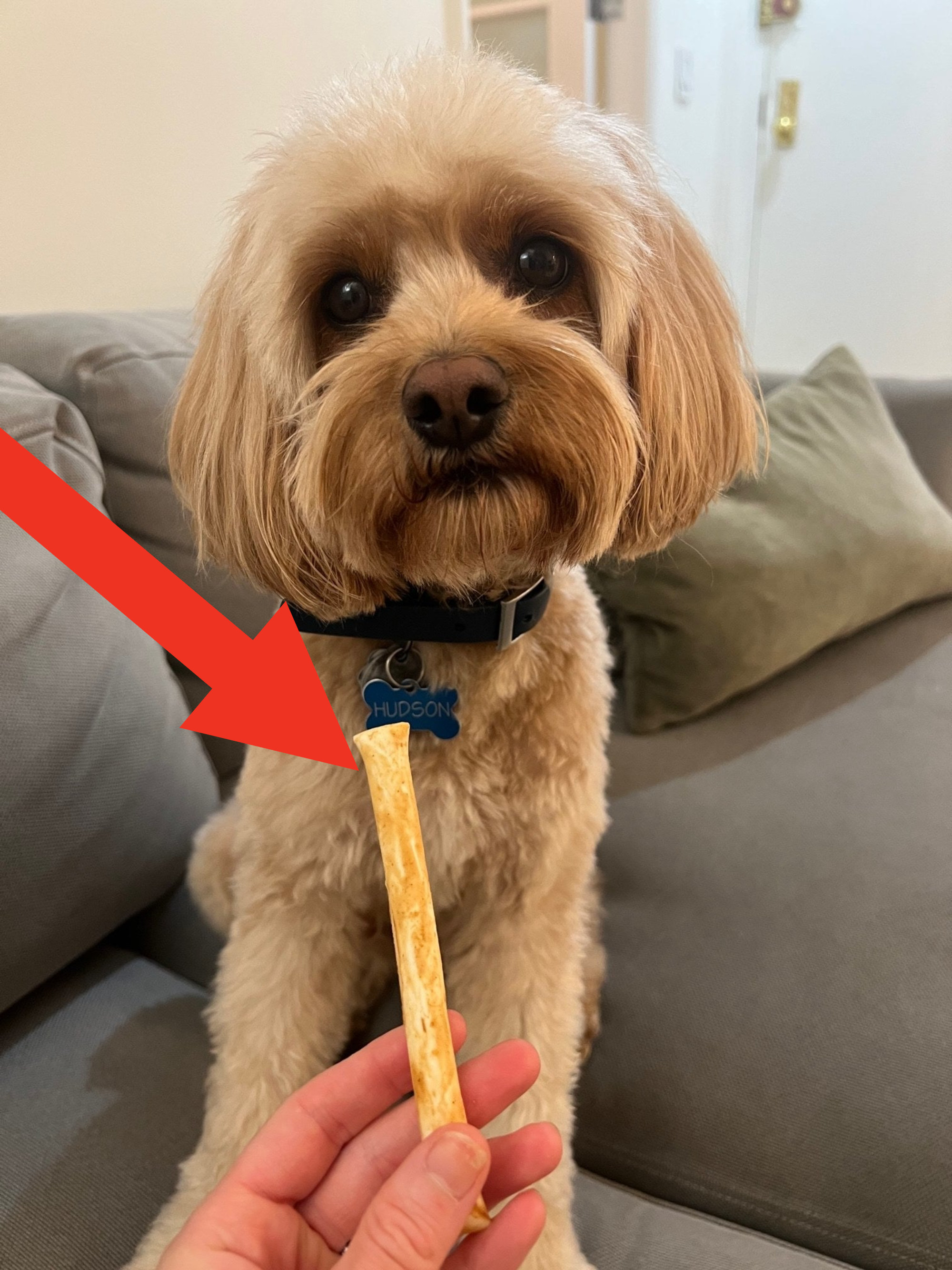 A dog with a peanut butter chew stick