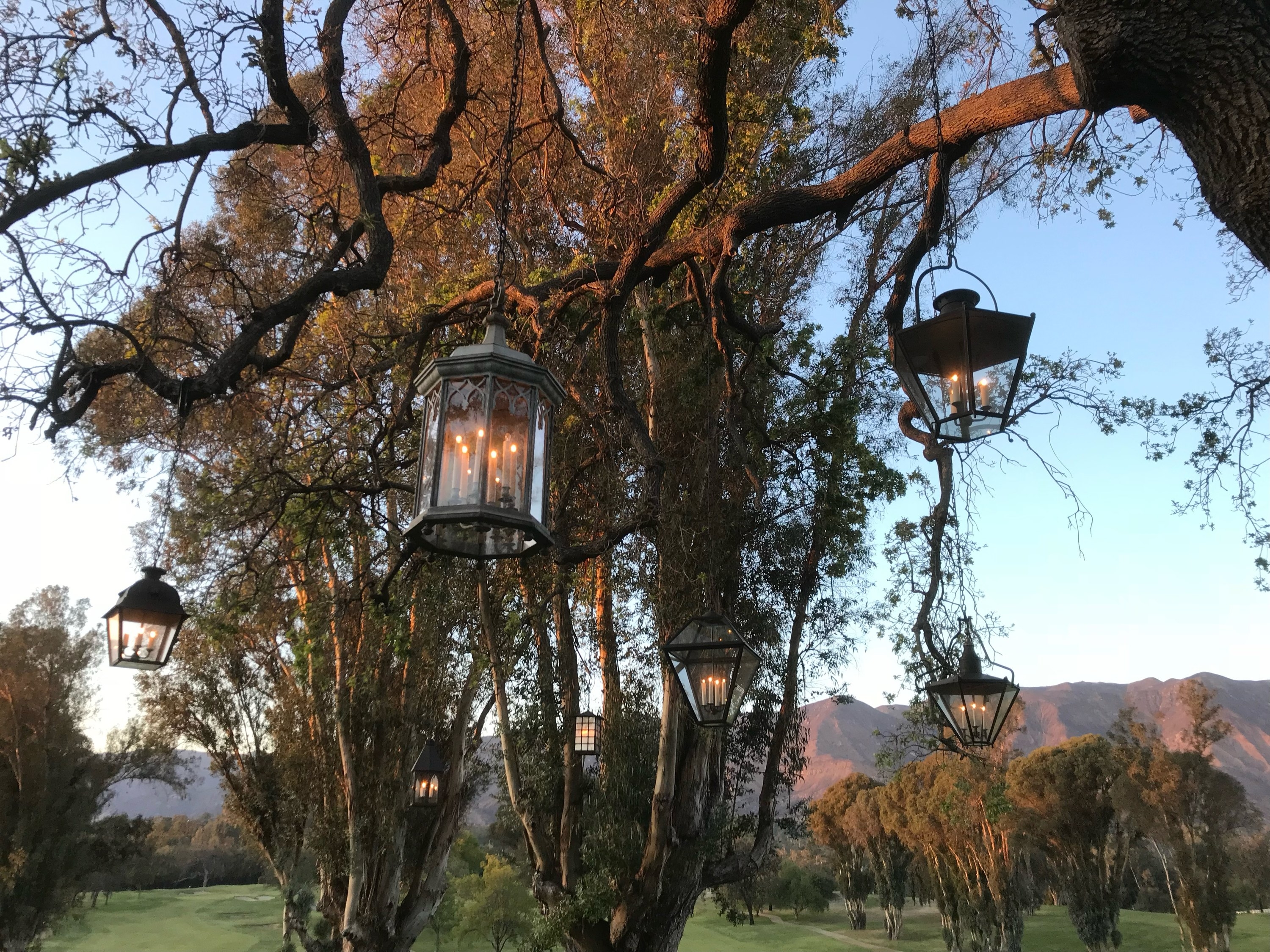 Lanterns hanging from the branches of an oak tree with mountains lit pink by the setting sun in the distance