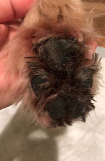 a before image of a reviewer's dog's muddy paw