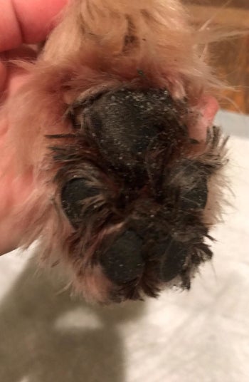 a before image of a reviewer's dog's muddy paw