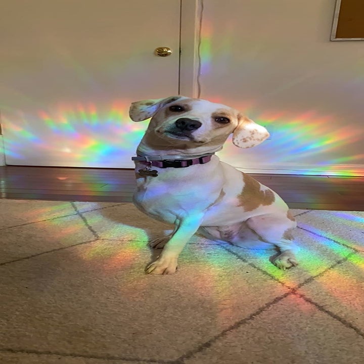 reviewer photo of a dog surrounded by rainbow reflections