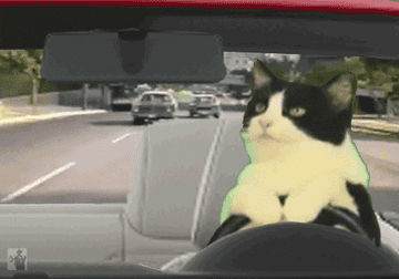 cat driving away from a police officer