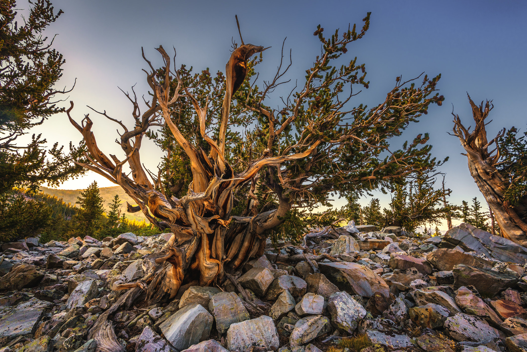 Bristlecone pine tree in the Great Basin National Park