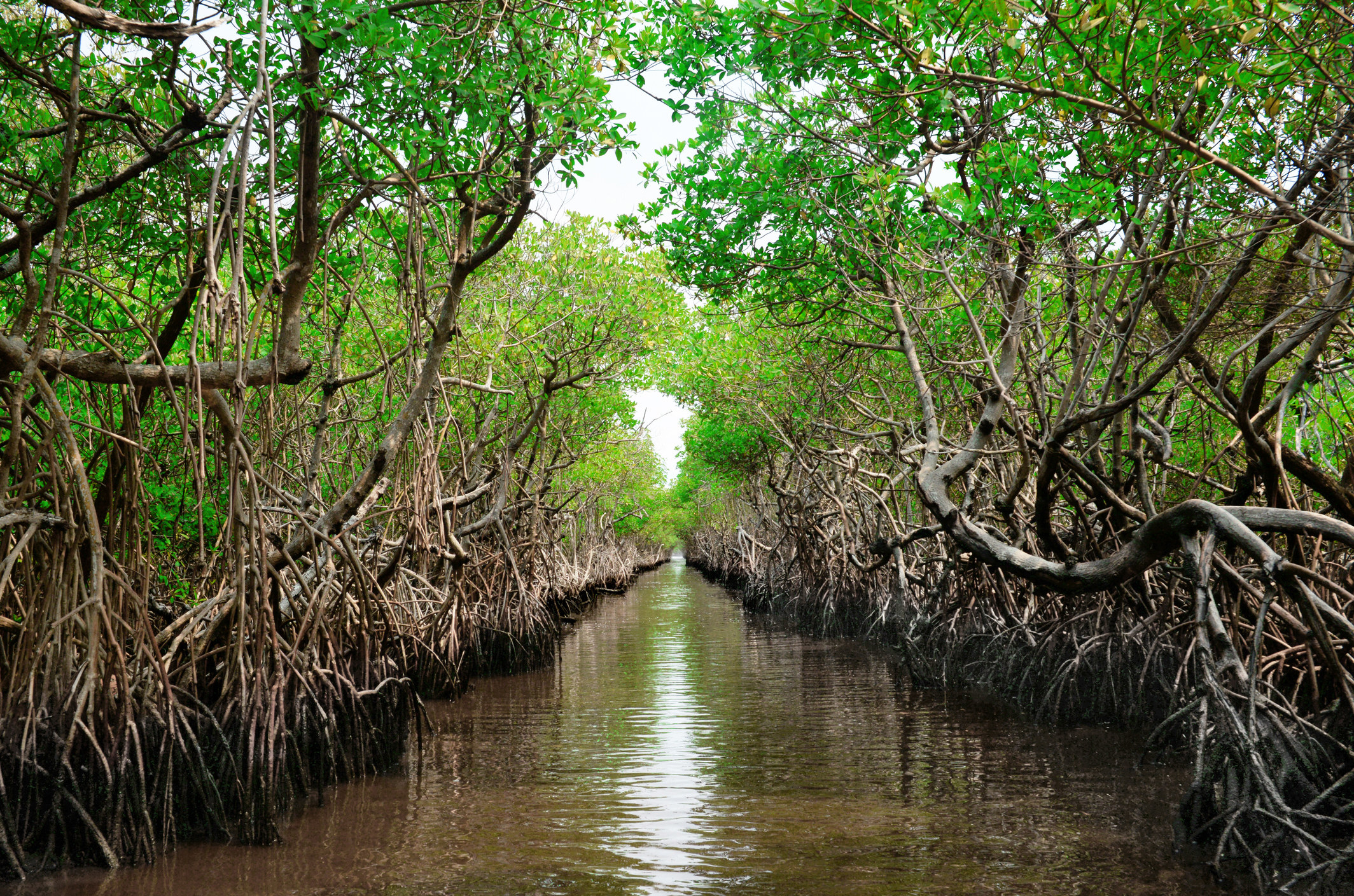 Horizontal image of a symmetrical photo of a mangrove taken from an air boat on a water canal in Everglade City, Florida