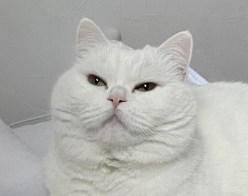 ☆ウサギさんが素敵なシマ猫ちゃんイヤリング☆ アクセサリー