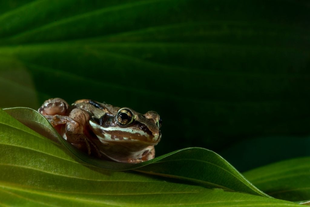 a wood frog on a leaf