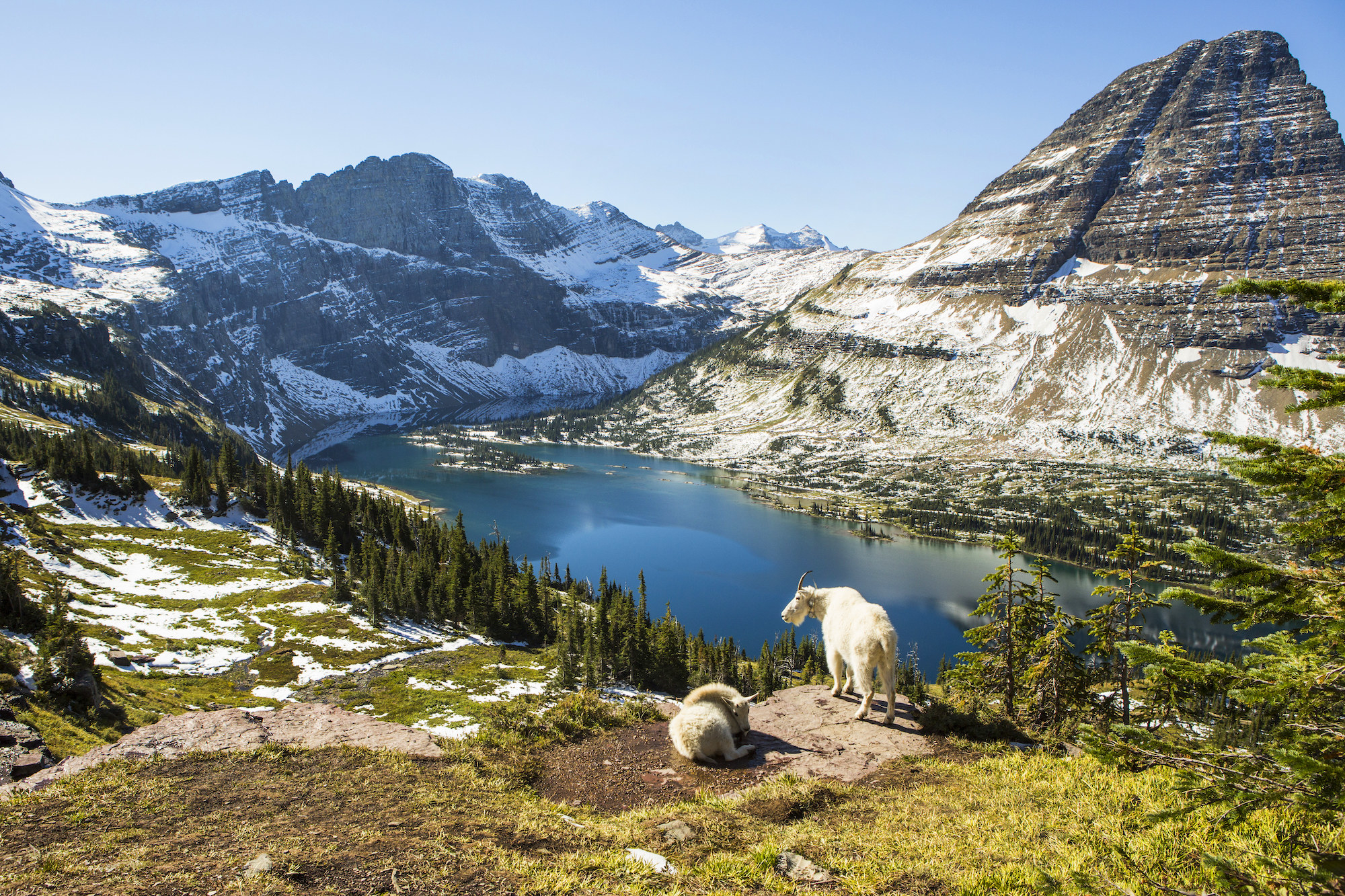 Goats standing on an overlook above a turquoise lake in the mountains