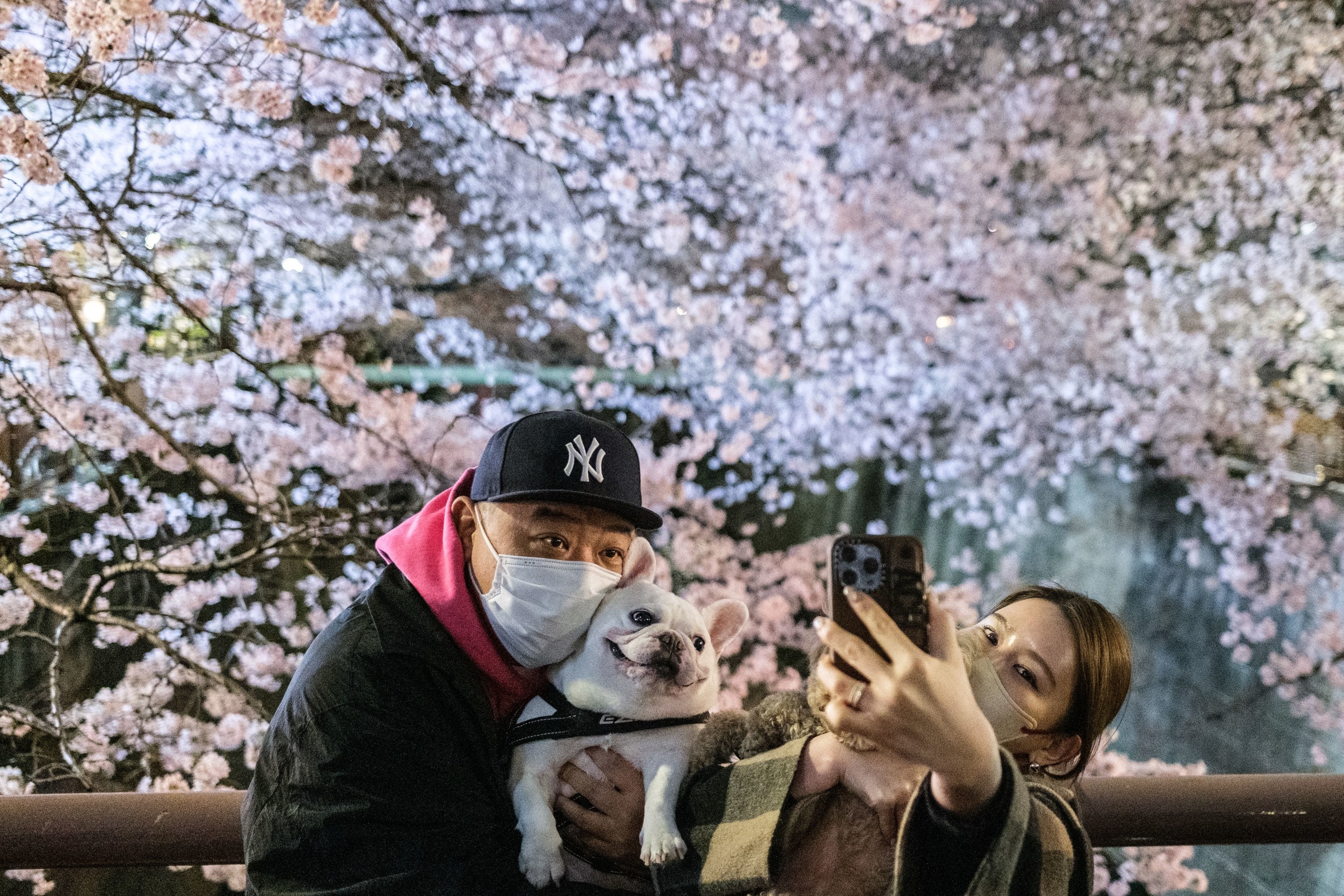 X \ Washington Nationals على X: Cherry blossom season means a little bit  more to us this year…