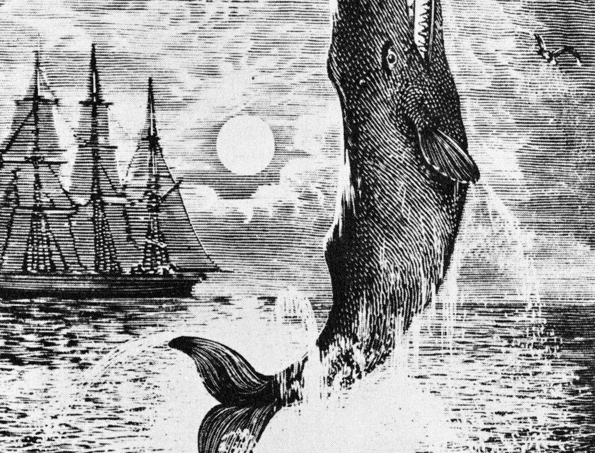Illustration of Moby Dick jumping out of the water