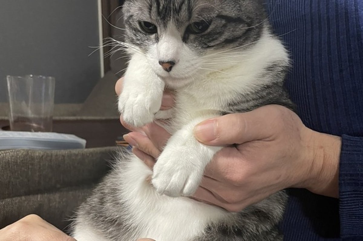 え 本当にそれだけ 爪切りで暴れていた猫がおとなしくなった驚きの方法がコレ え 本当にそれだけ 爪切りで暴れていた猫がおとなしくなった驚きの方法がコレ