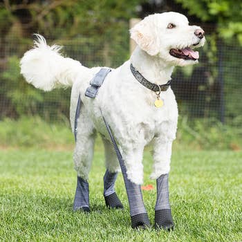 Dog wearing gray plaid leggings