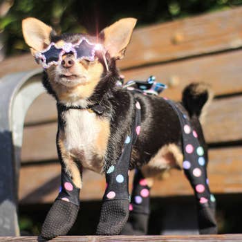 a little dog wearing black leggings with polka dots