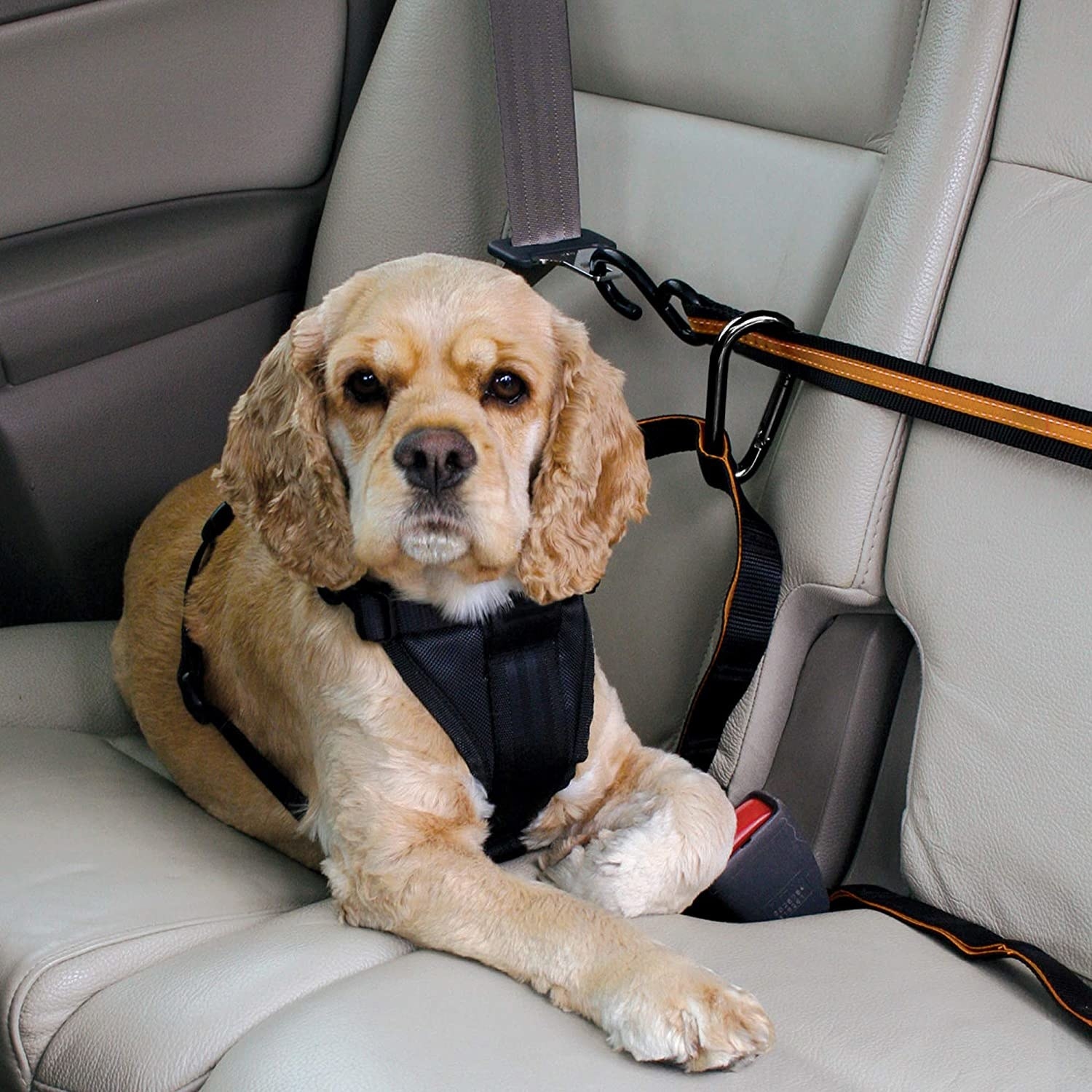 A yellow dog sits in the backseat of a car with a zipline leash attached to them