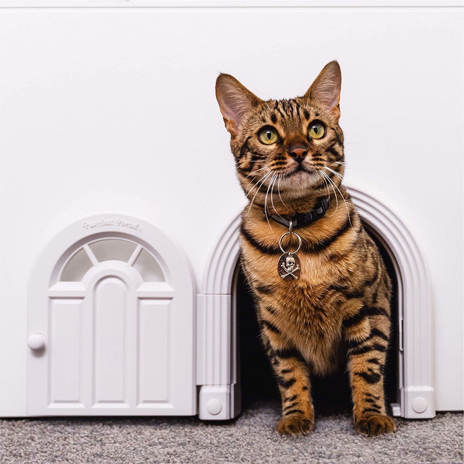 A small cat is walking through a pet door