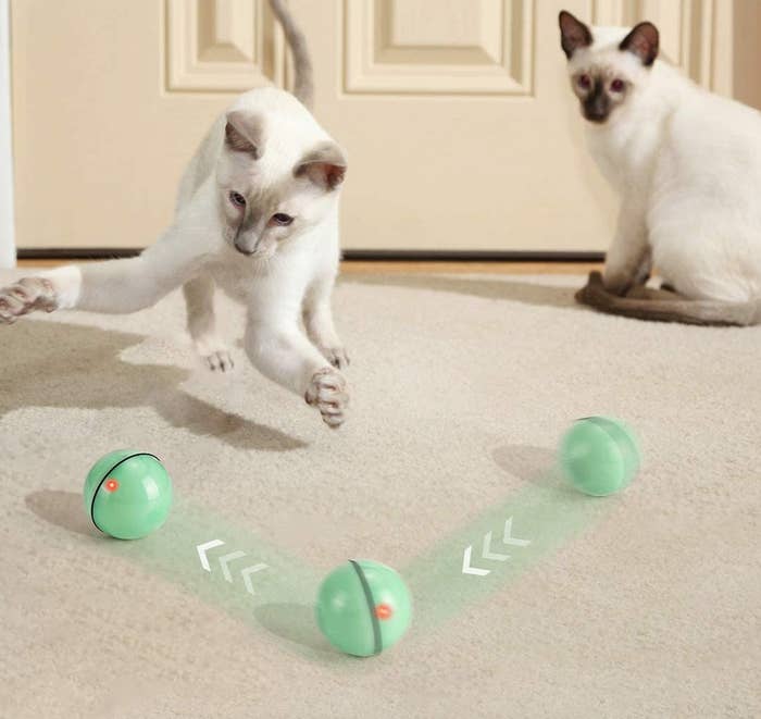 A cat playing with the ball toy as another cat watches