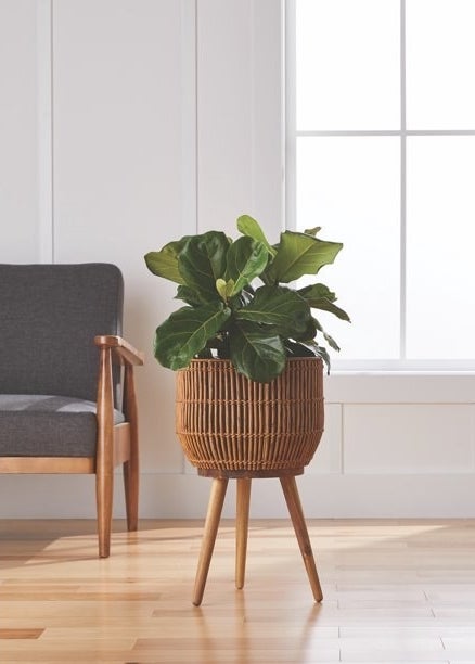 Rattan plant holder with wooden legs holding leafy green plant on wooden floor in front of gray chair