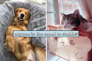 to the left: a golden retriever in a plush bed, to the right: a cat in a toast-shaped bed