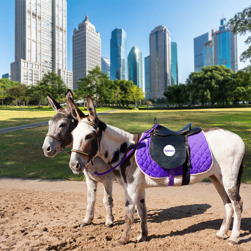 Two donkeys with a padded "Beam" saddle with a cityscape in the background