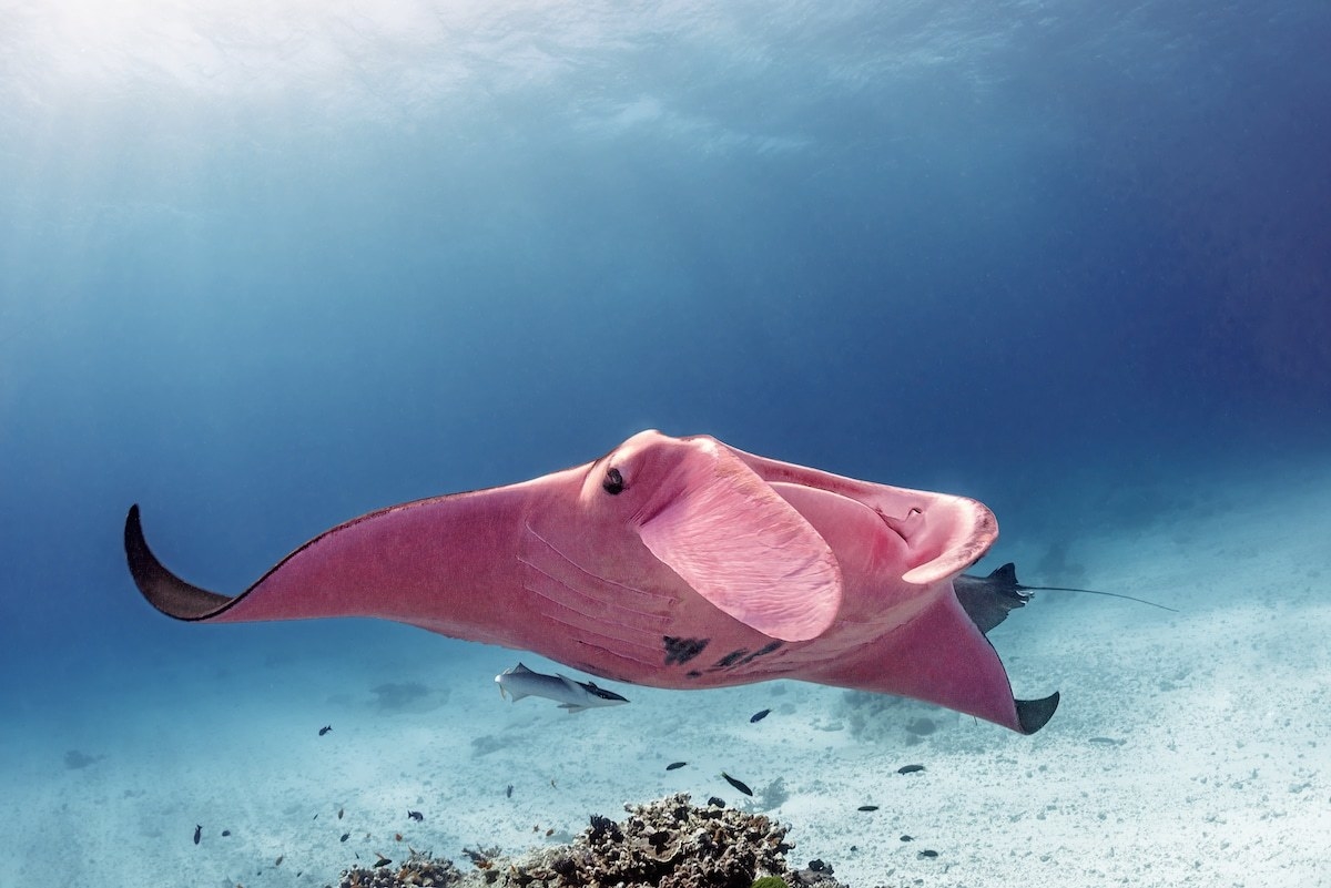 A pink manta ray