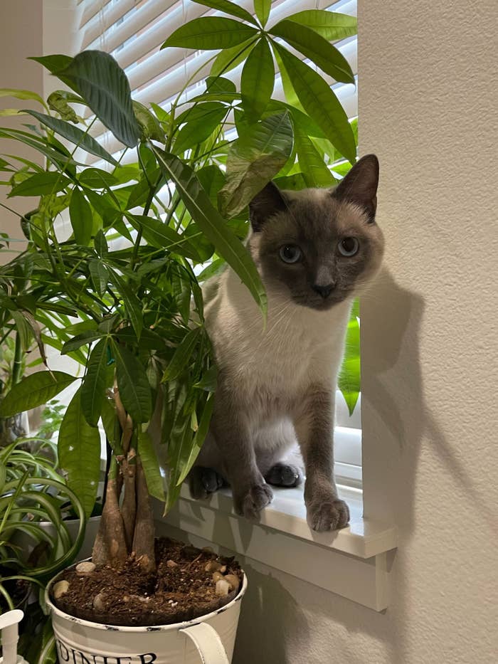 buzzfeed writer&#x27;s cat hanging out near a houseplant