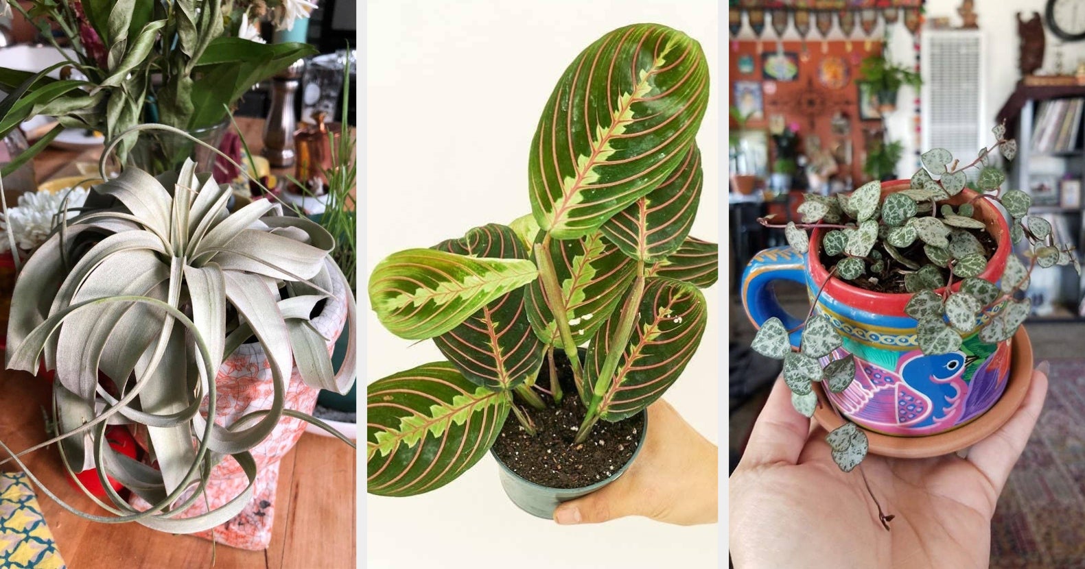 19 Beautiful Pet-Safe Plants You Can Buy Online