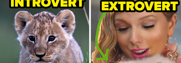 guess my favorite animal buzzfeed