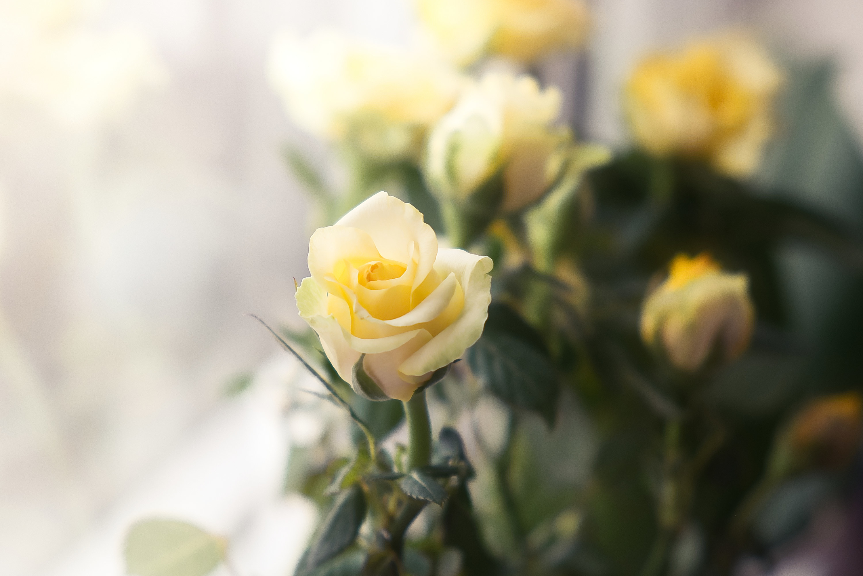 The bouquet of yellow roses on the window. Natural flowers background.