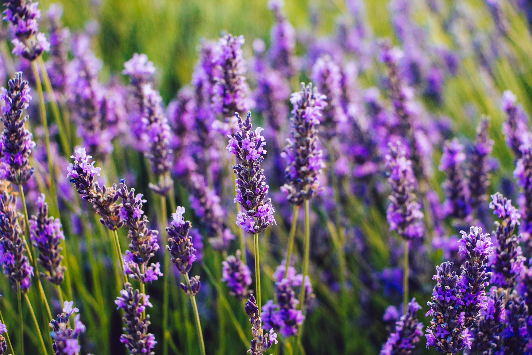 Close-up of blooming lavender flowers in a field in summer