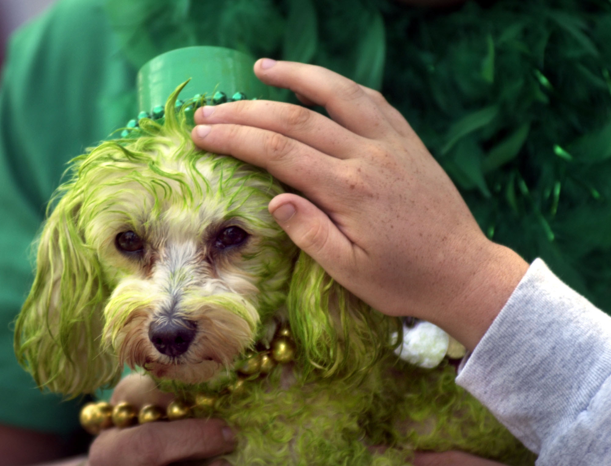 a hand pets a dog dyed green who is wearing a little hat and beads