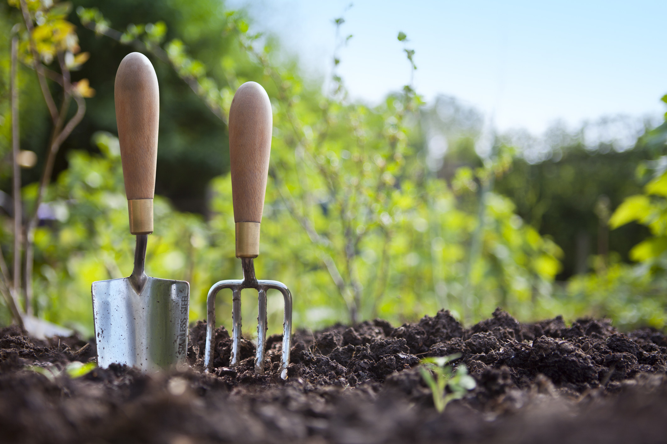Wooden handled stainless steel garden hand trowel and hand fork tools standing in a vegetable garden border with green foliage behind and blue sky