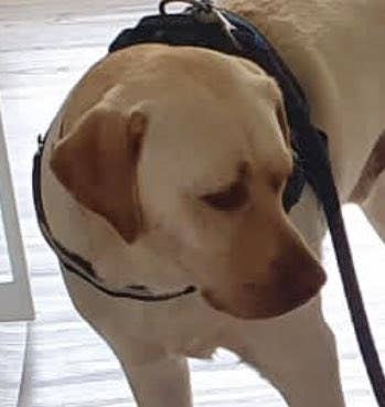 10年早いっつーの顔w よちよち歩きの赤ちゃんとの散歩に不安が隠せない犬